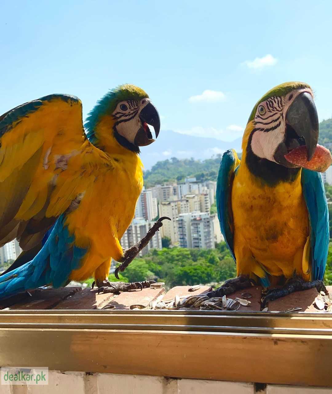 FERTILE OSTRICH AND PARROTS EGGS WITH PARROTS BIRDS FOR SALE Birds